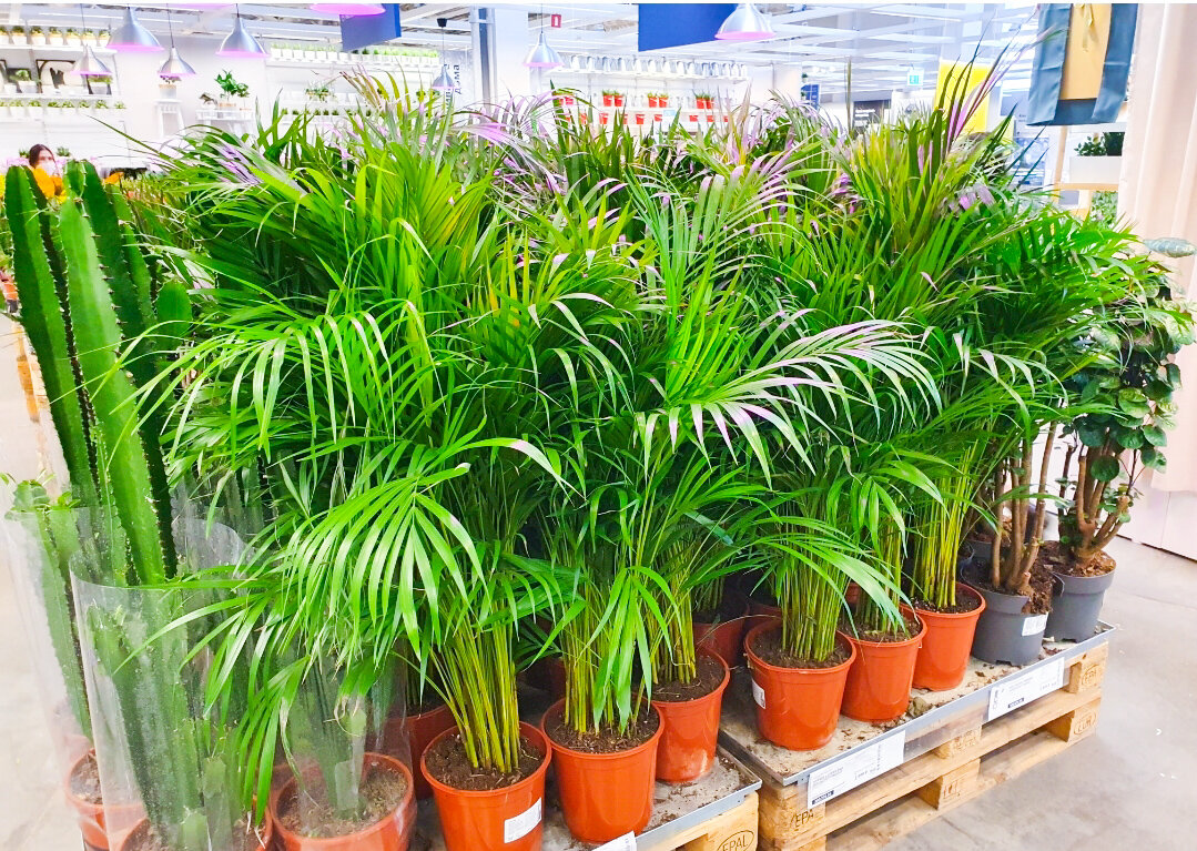 Примерная высота каждого – 150-170см