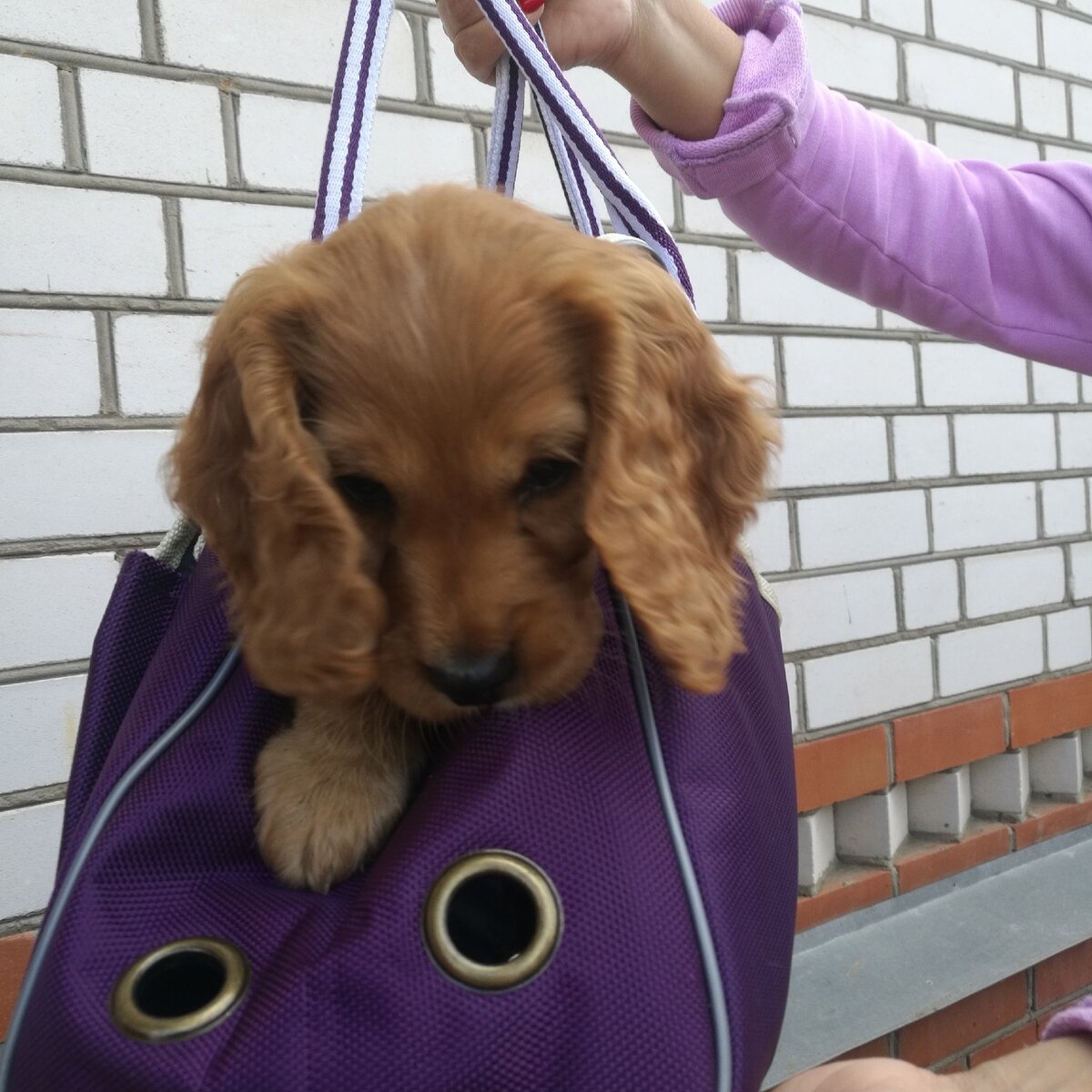 Сумка для собаки #анатоличлайф