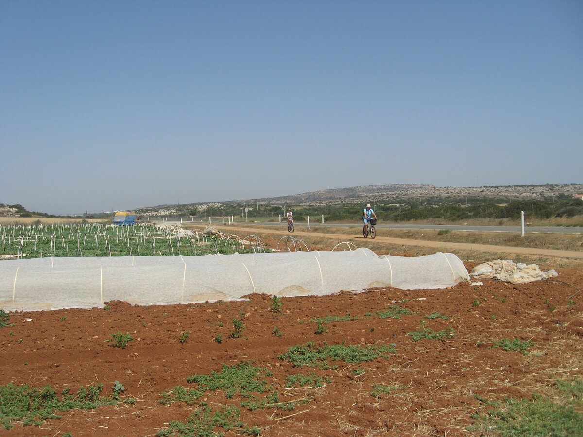 А на этом фото зреют остатки картошечки