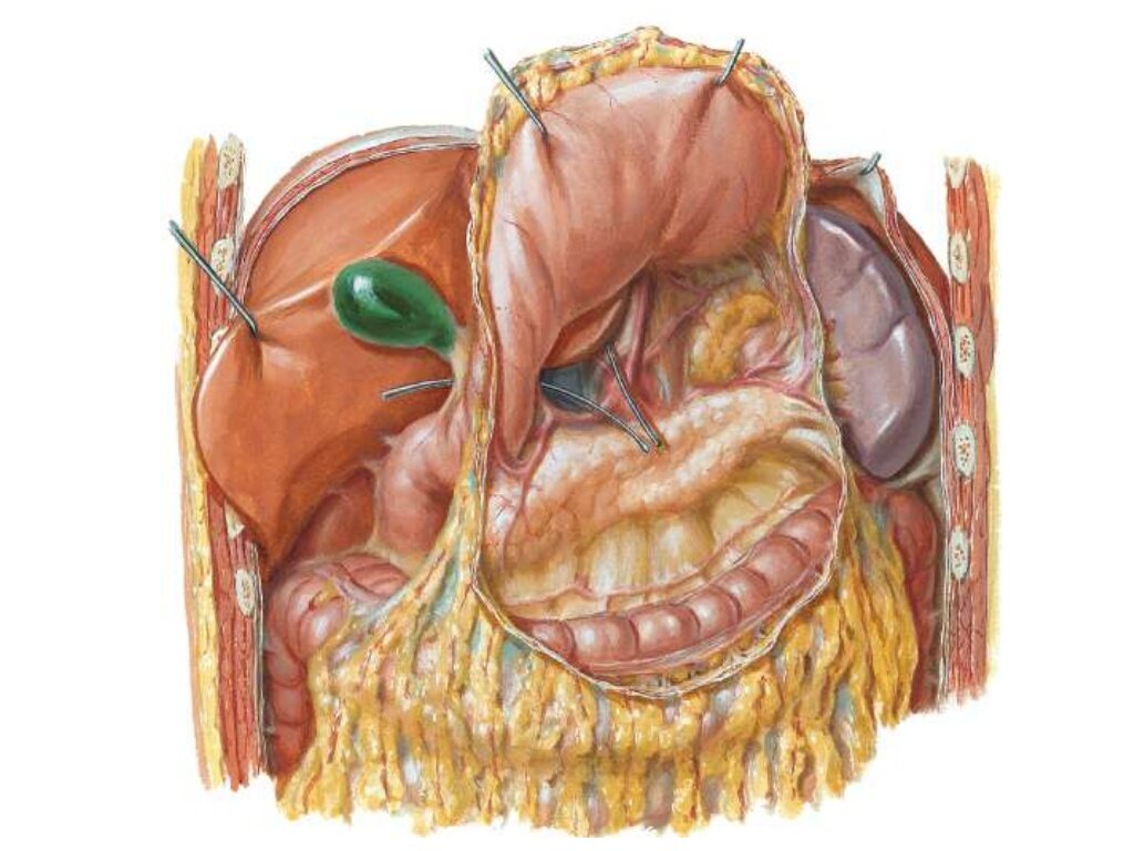 Желудок и рядом расположенные органы: печень, селезёнка и петли толстой кишки