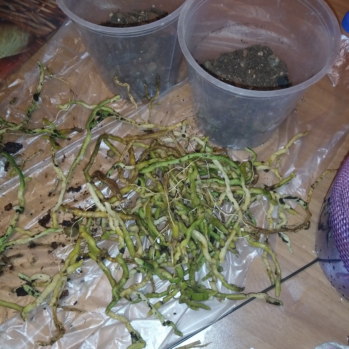 срезаем все больные и засохшие корни