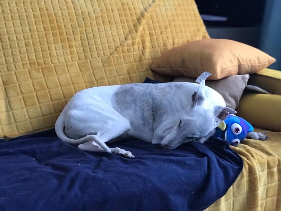 Фото из группы помощи гладкошерстным борзым