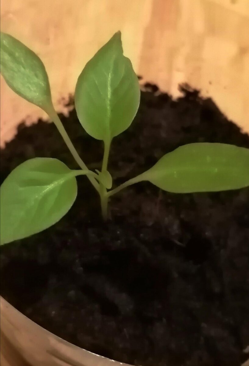 острый перчик Цицак