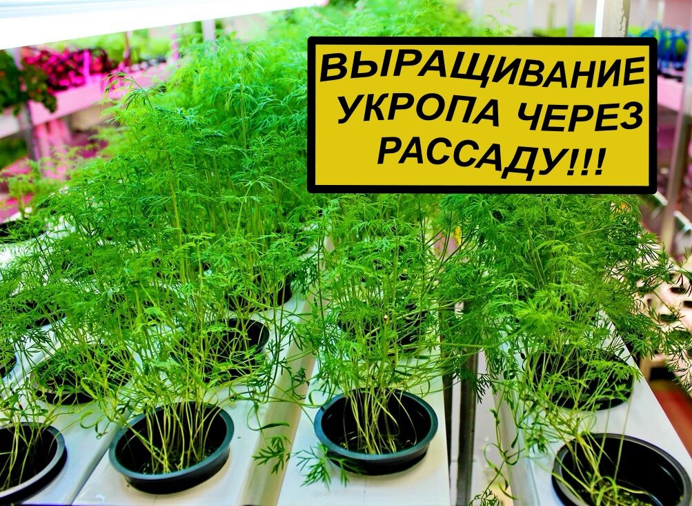 ВЫРАЩИВАНИЕ УКРОПА ЧЕРЕЗ РАССАДУ!
