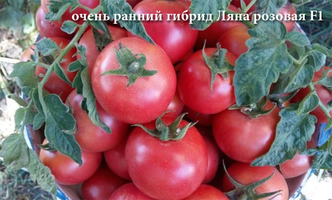 Секрыты и хитрости для выращивания томатов...
