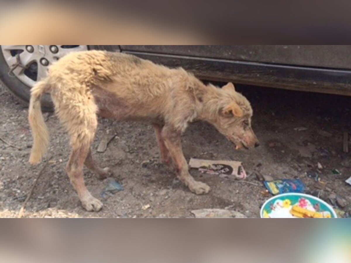 Бедный песик был худой и обессиленный..