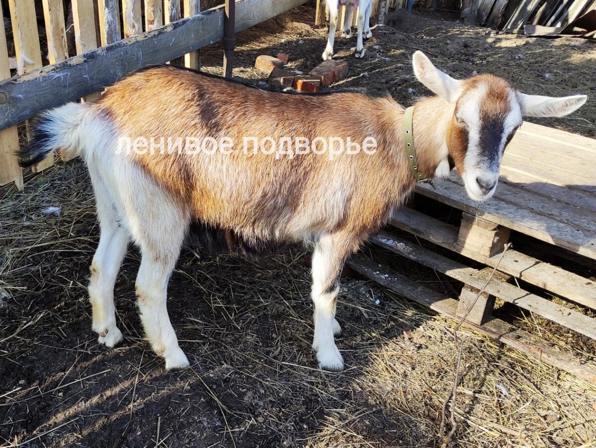 Признаки и длительность беременности у козы