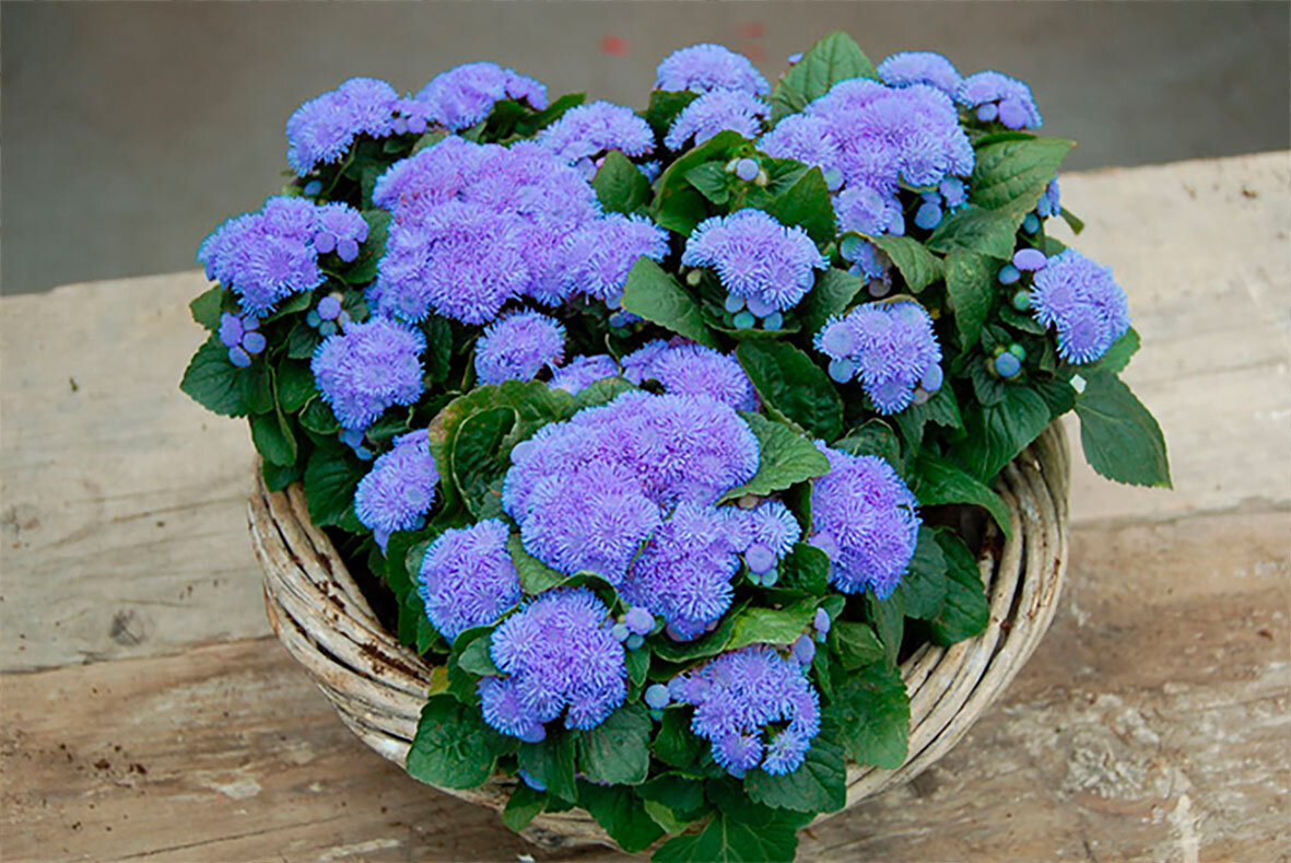 Агератум Хоустона (Ageratum houstonianum)