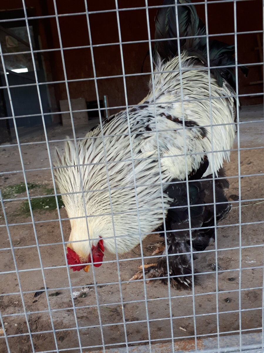 Некоторые люди ведут себя вызывающе в Интернете, задирают других, как некоторые птицы