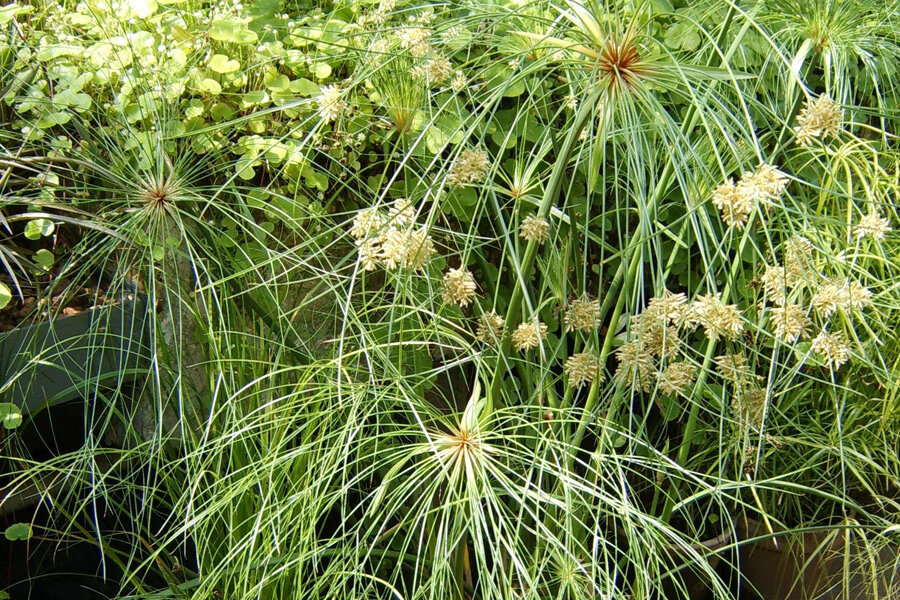 ФОТО «СПб ведомости»