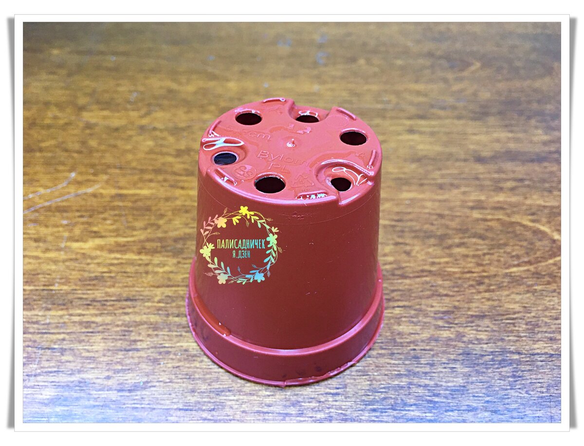 И горшочек 5,5 см диаметром и 65 мл объёмом с 6ю дренажными отверстиями.