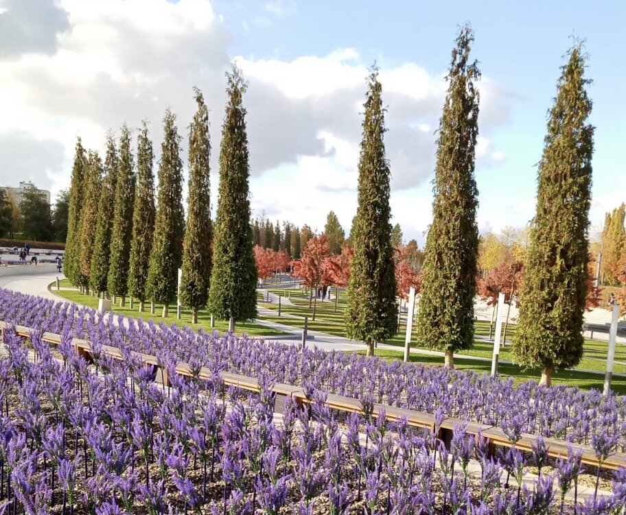Лавандовые поля в Парке Галицкого в конце ноября. Фото мамы автора