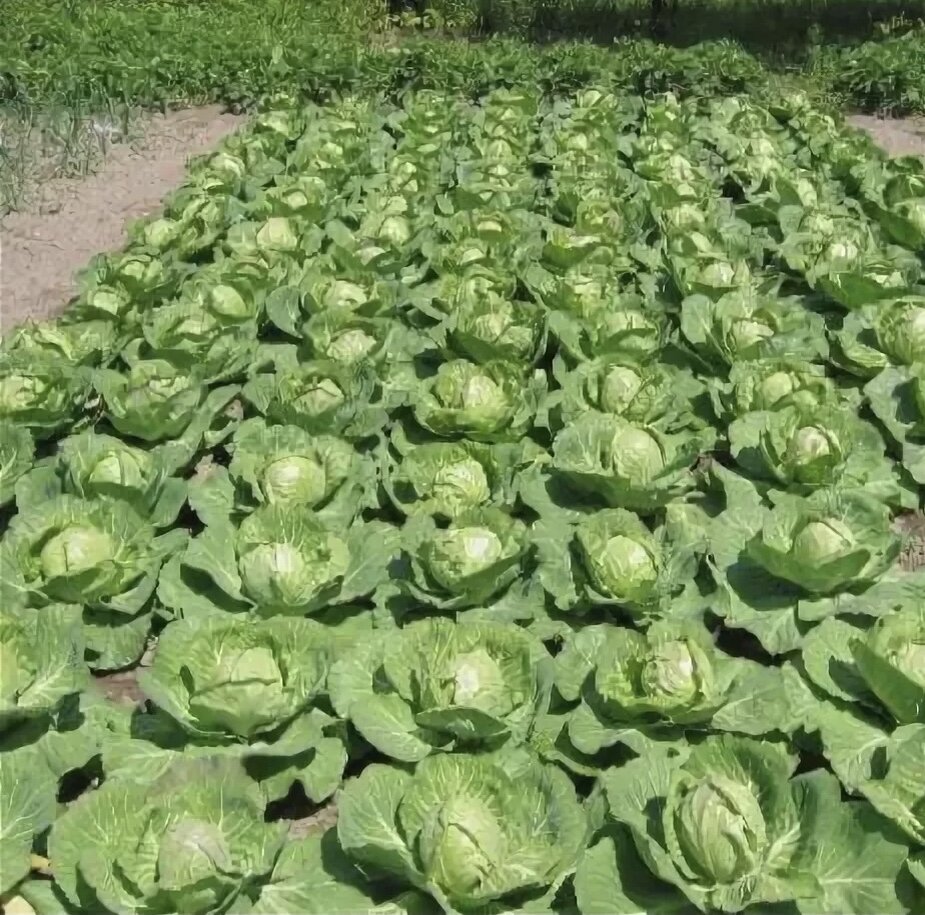 капуста кейл udobrenie. всходы капусты белокочанной. видео как растет капуста белокочанная. всходы капусты белокочанной. капуста в огороде.