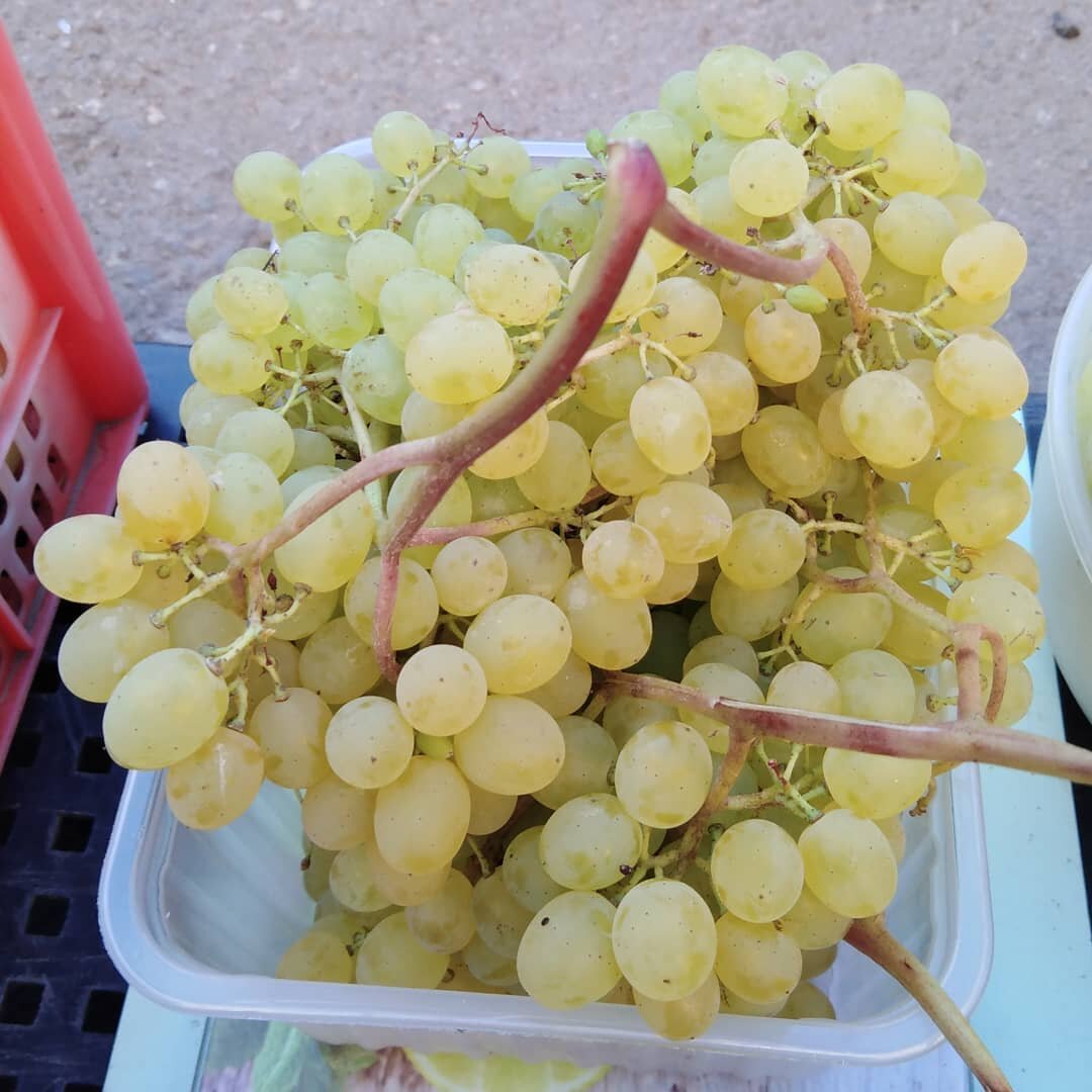 Кишмиш Русбол