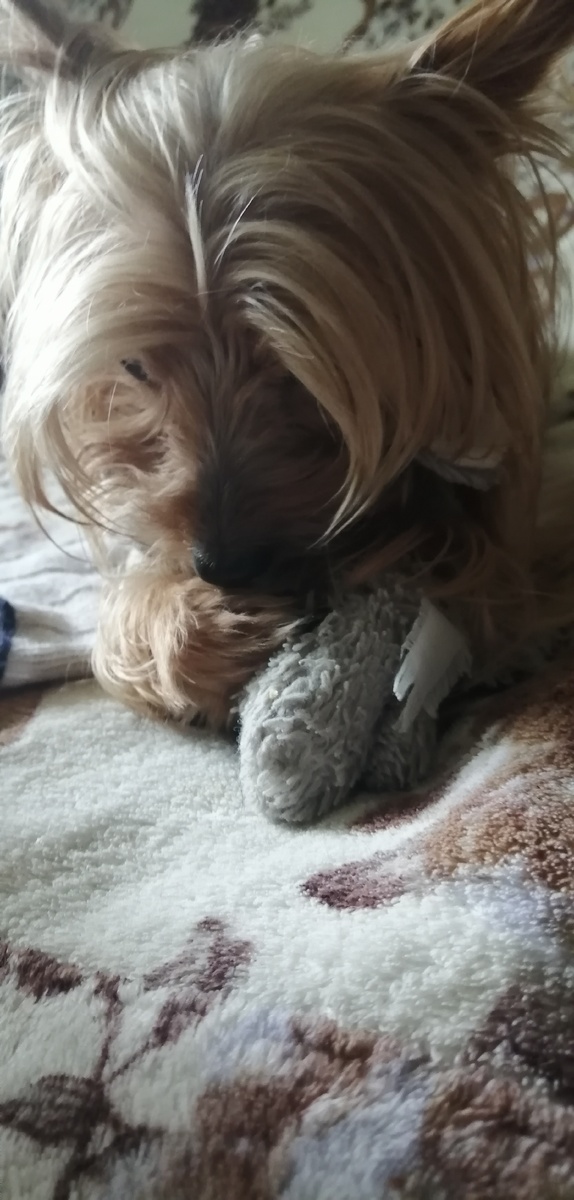 Мишутка "залипла" на слоника.