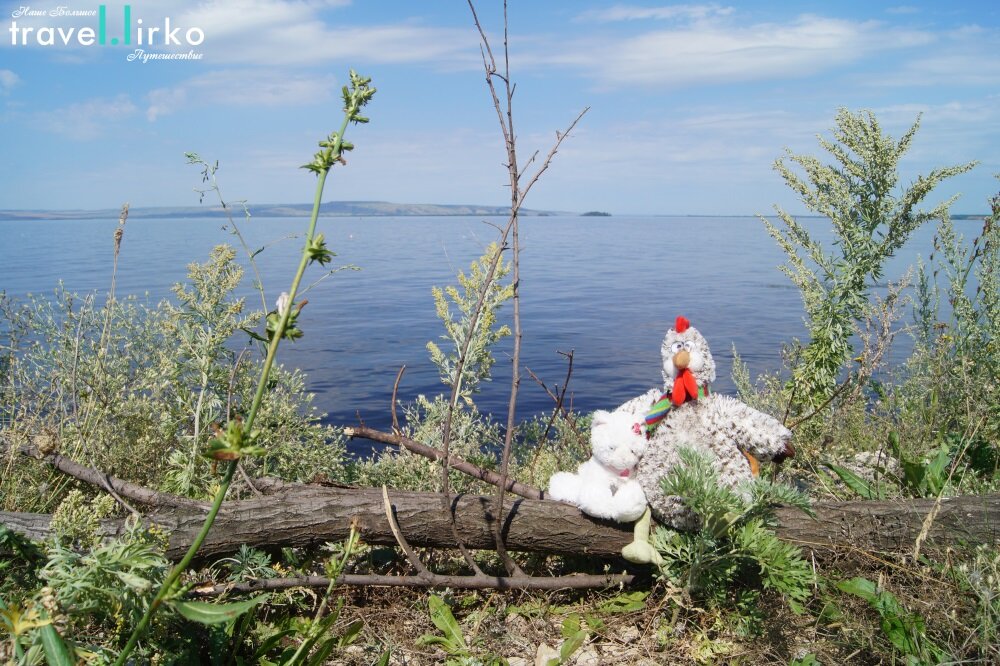 Птиц и Кошка на берегу реки Волга, с .Приволжье, Самарская обл.