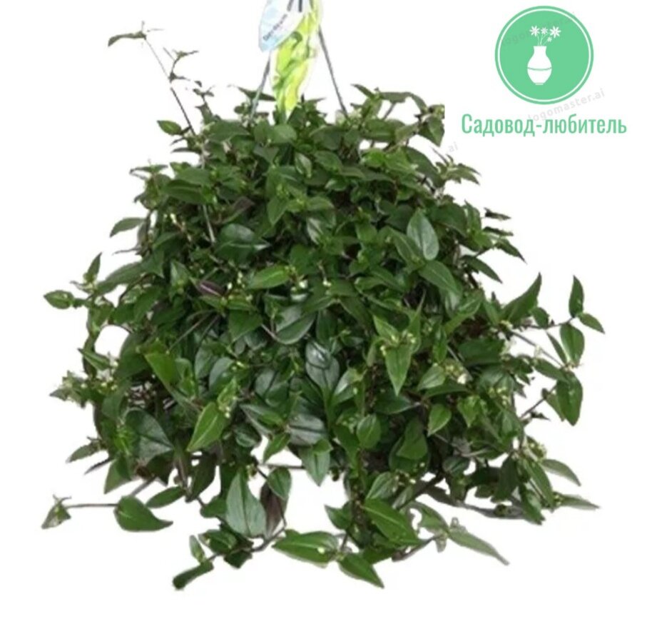 Густой кустик традесканции.