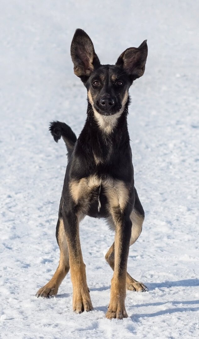 Найда. Фото Анастасии Росссии.