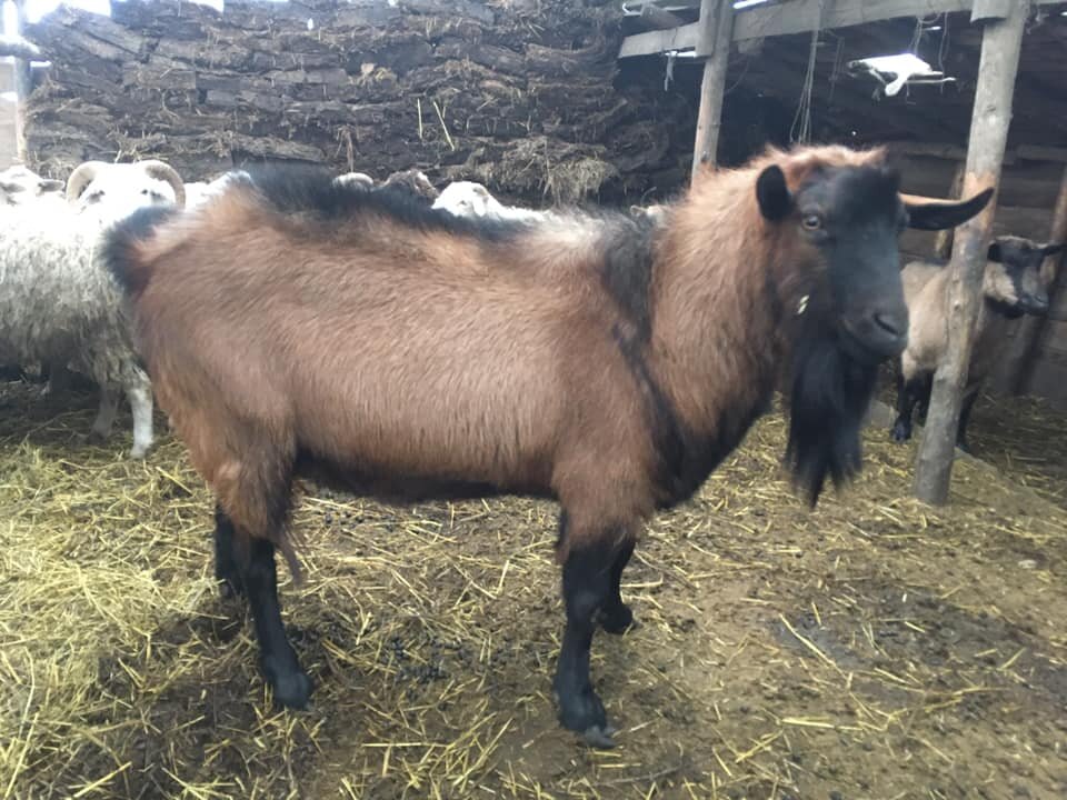 Отец новорожденных.