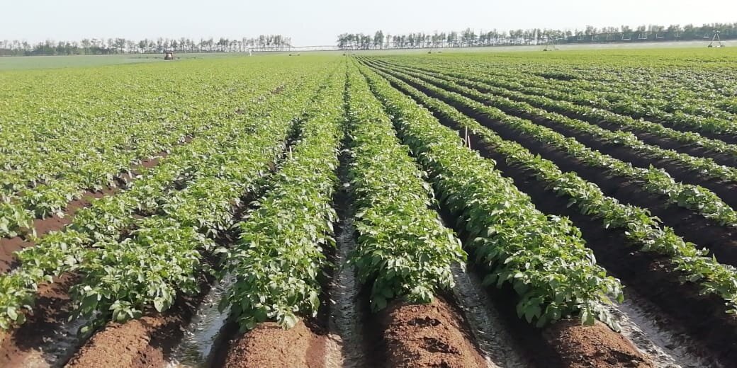 Сорт Примабелль cелекции HZPC