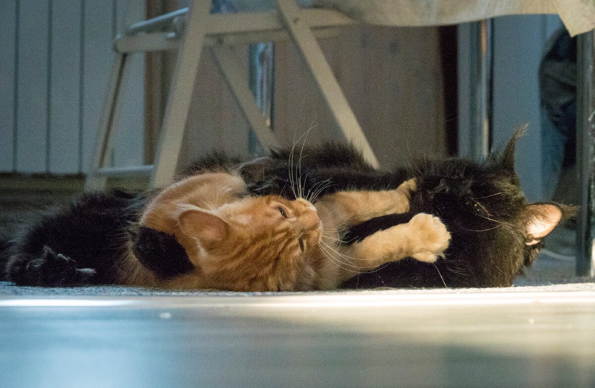 И вот такие игрища весь день