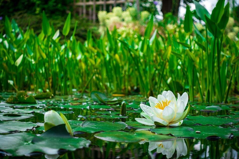pixabay.com/ru