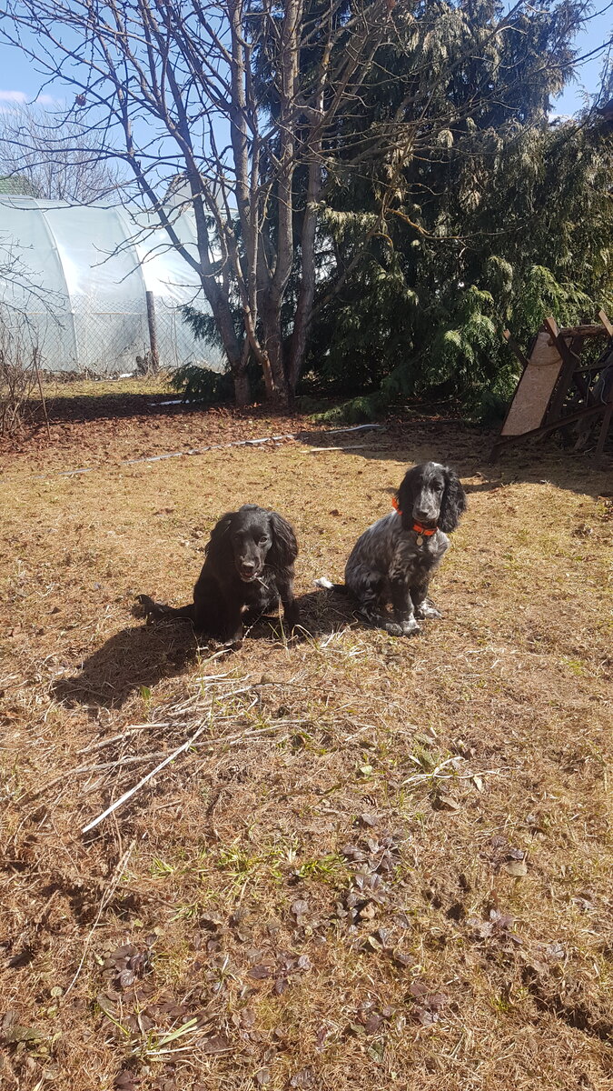 Занятие на послушание с собаками на даче, 2021г.