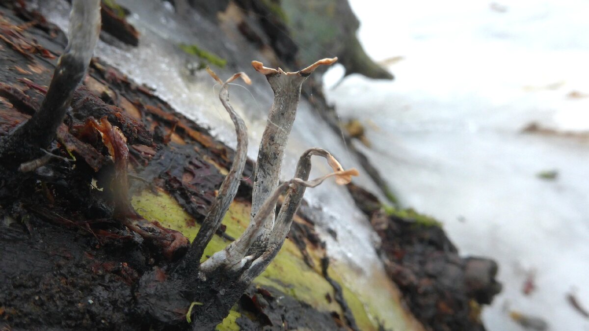 Ксилярия Гипоксилон (Xylaria hypoxylon)