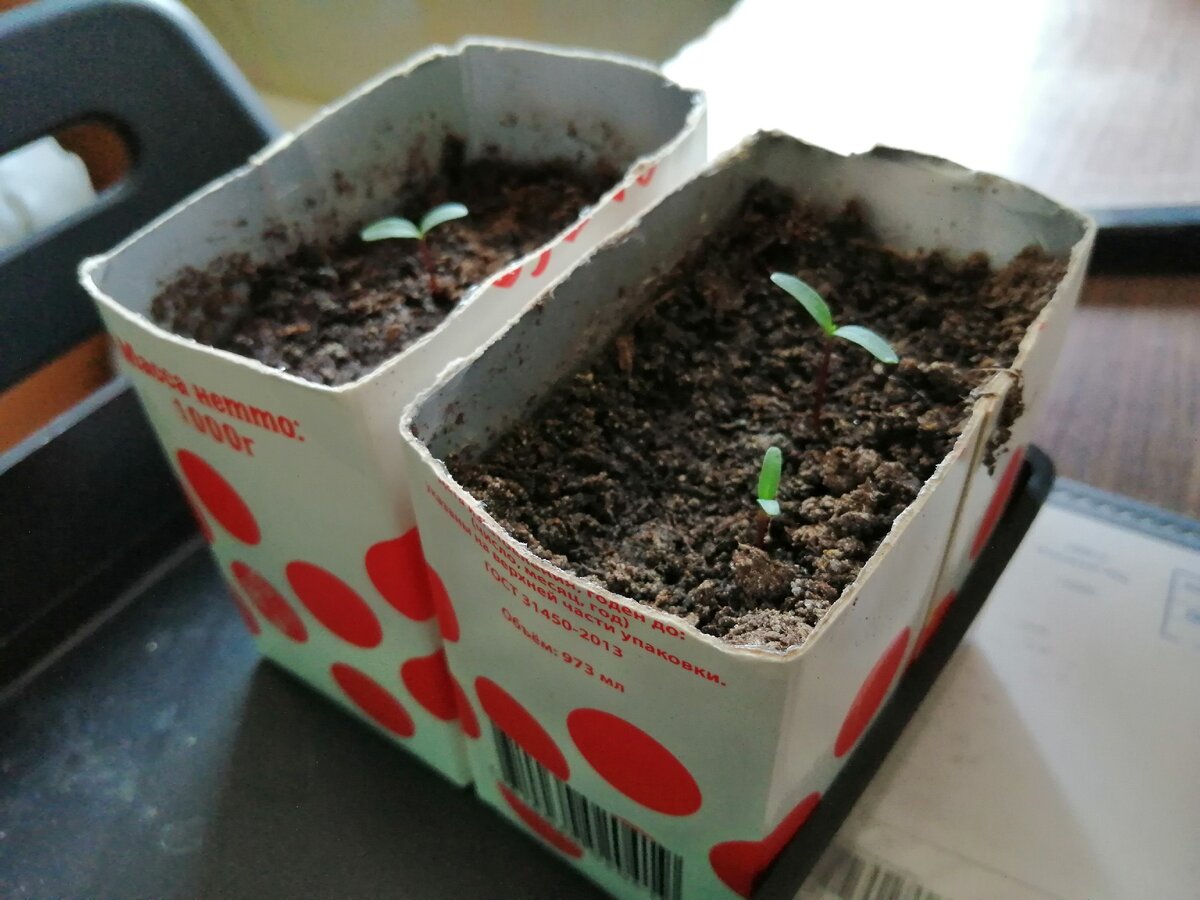 Бархатцы рассада