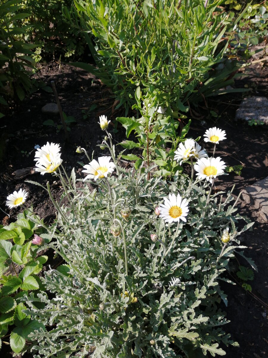 Арктотис гибридный "Арлекин"