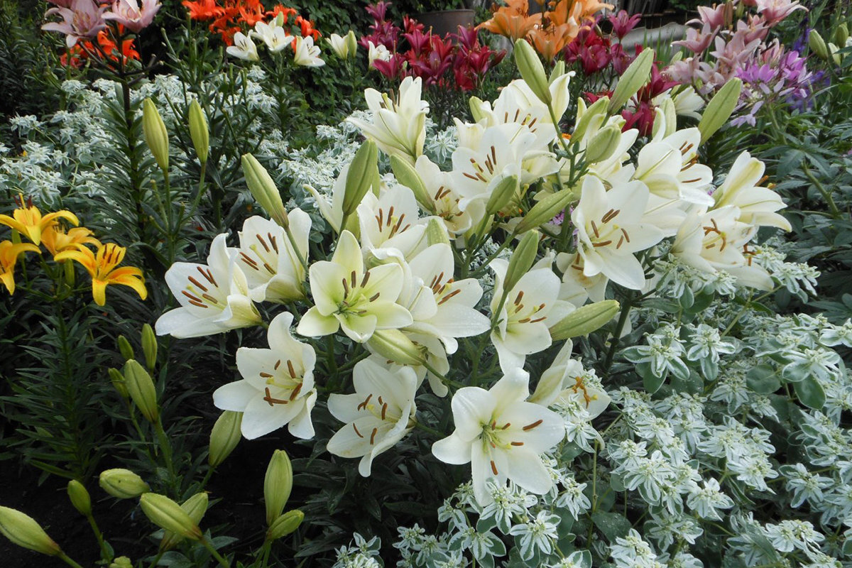 Красивый цветник есть почти у всех (фото Яндекс-картинки)