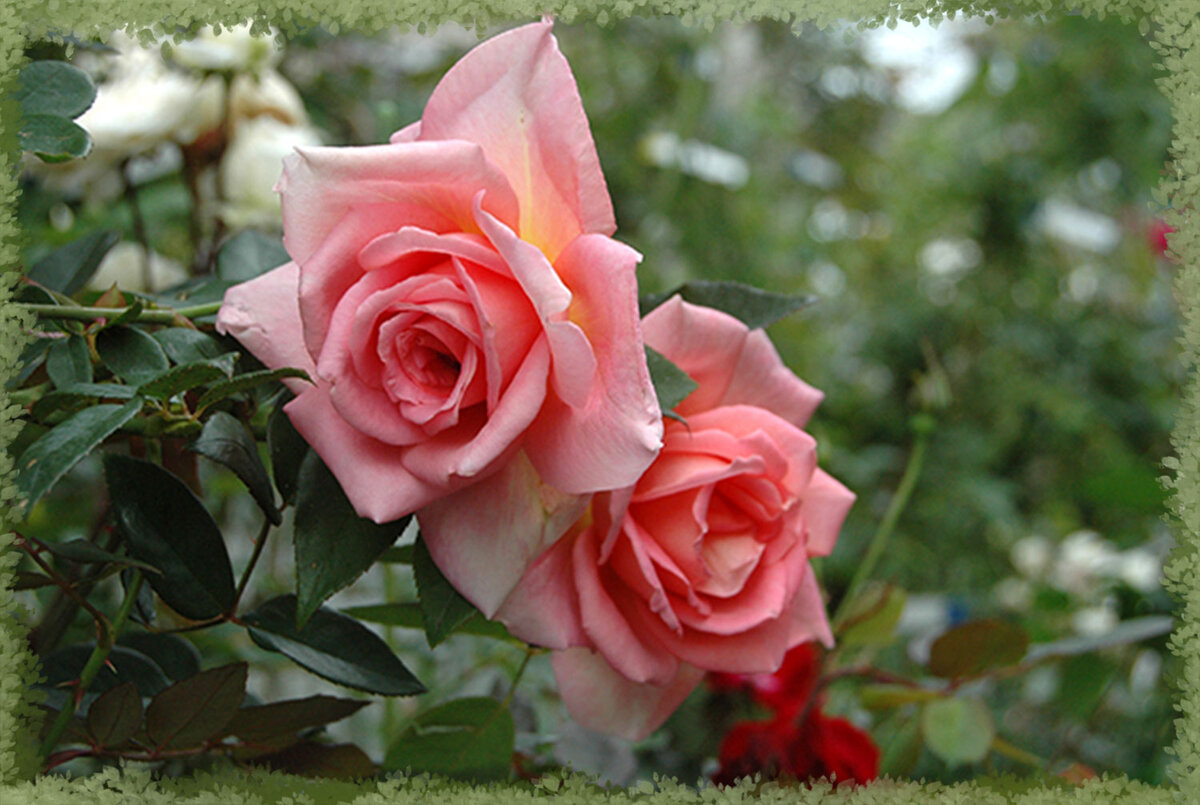 Цветение розы Елена Траубель