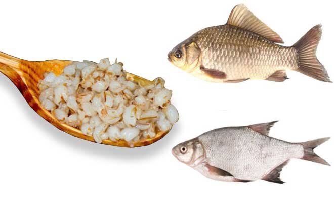 Перловка хороша для ловли плотвы и карася
