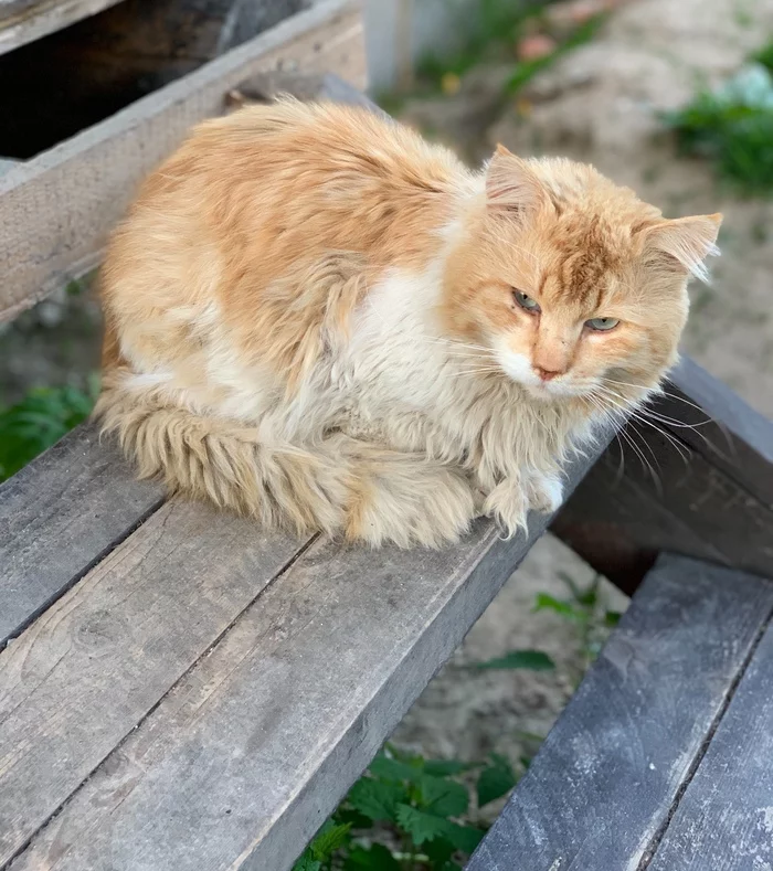 Старый кот. Рыжий кот на улице. Старенький кот. Старый рыжий кот.