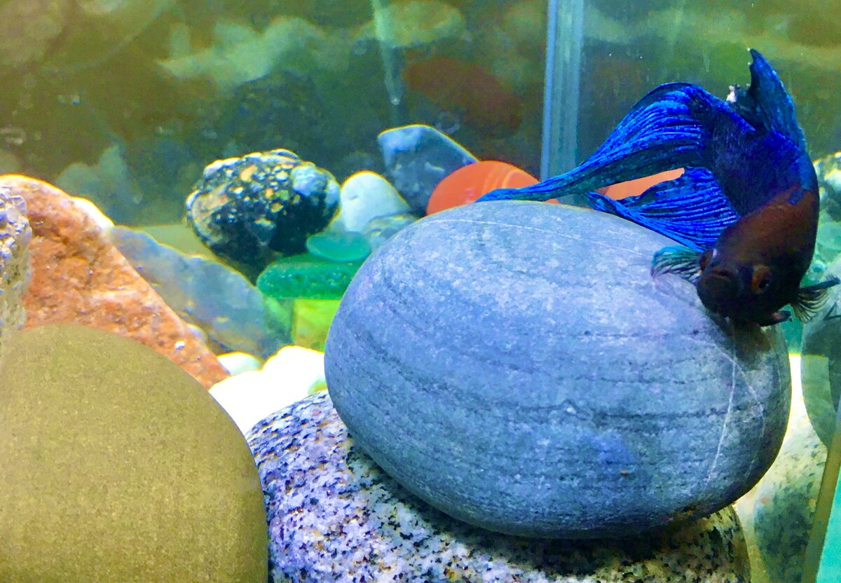 Где этот петух?! Как последний трус! Покажите мне его ещё раз, я не до конца навалял ему!