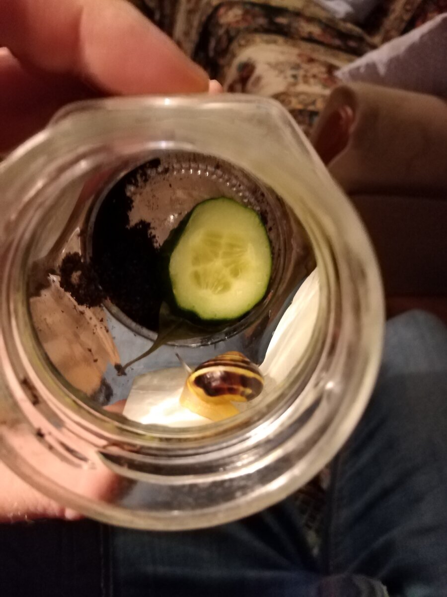 Гоша в первом домике