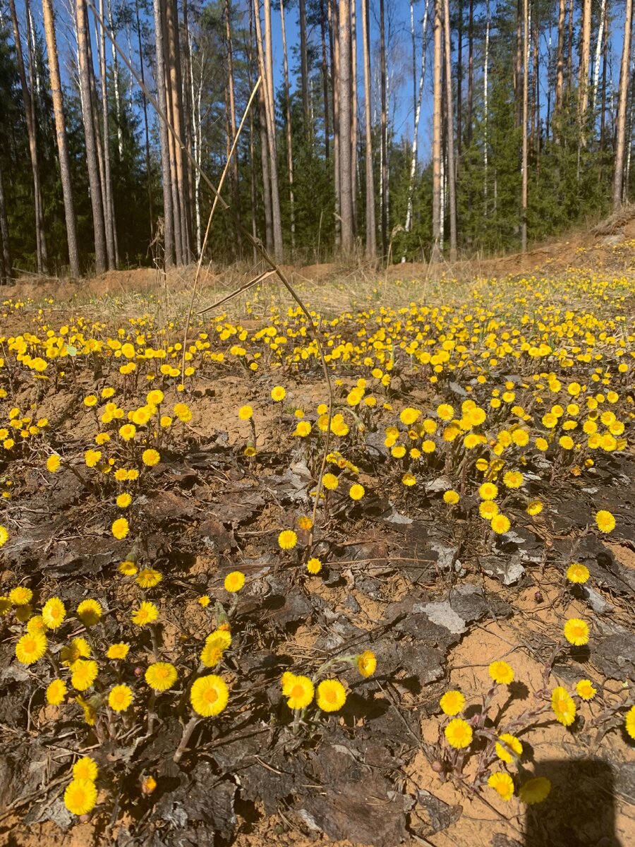 авторское фото