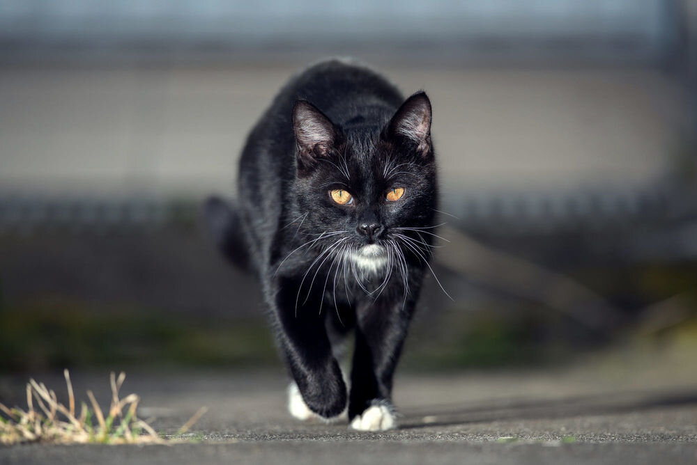 Примета т. Чёрный кот. Черный кот идет. Красивый черный кот. Черная кошка на дороге.