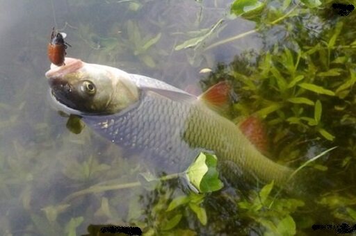 Ловля на майского жука