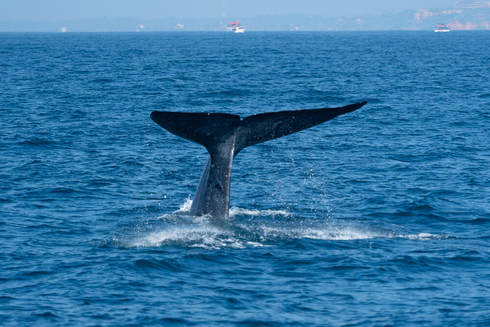 Наблюдение за китами в океане