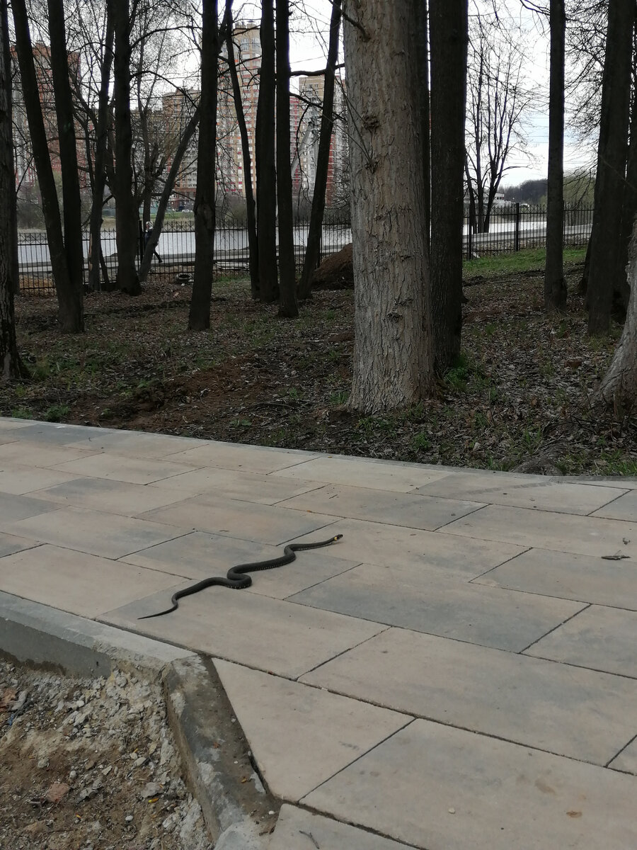 Вот такого ужа я встретила на прогулке в парке. Фото Светы Давыдовой