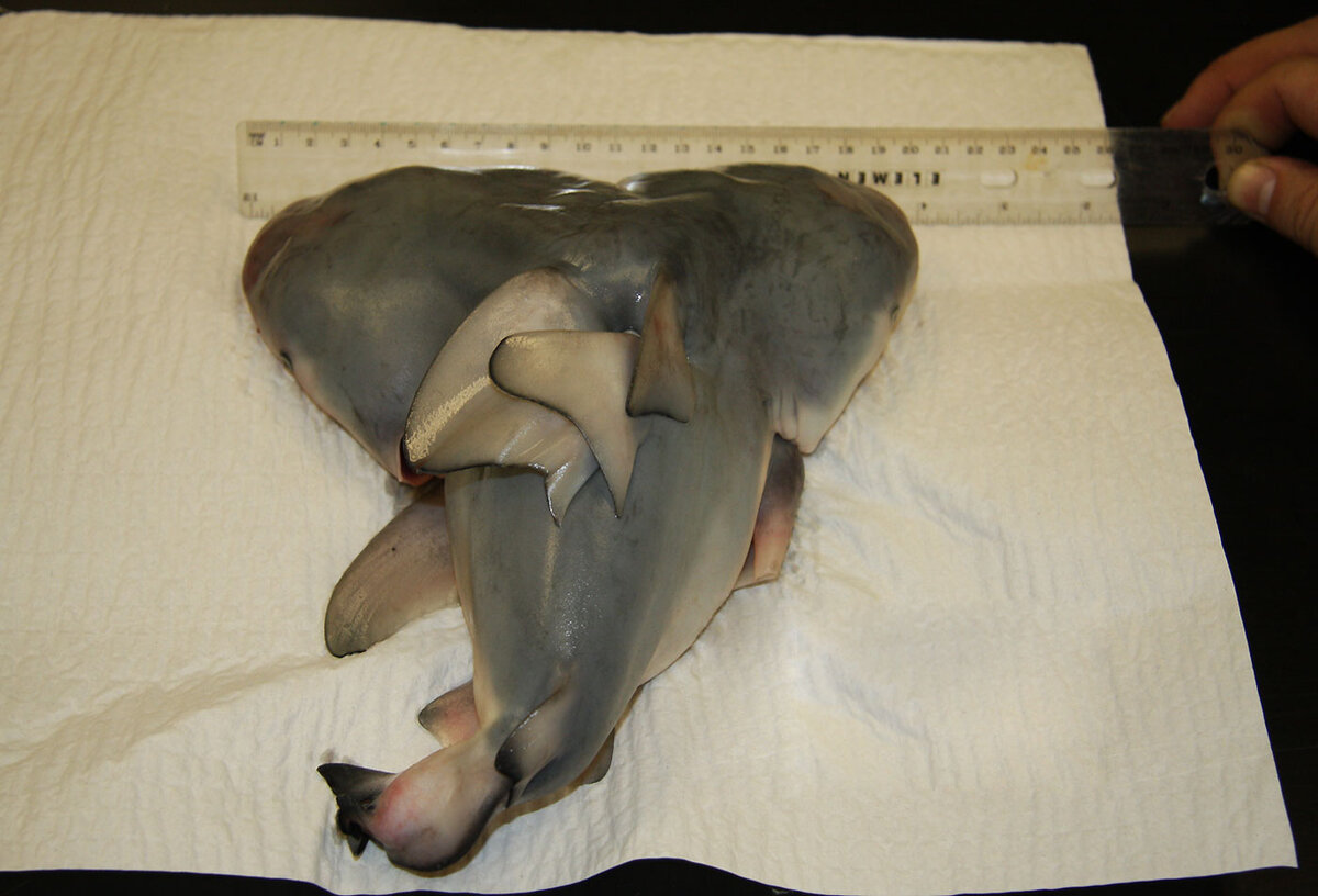 Источник: yandex.ru