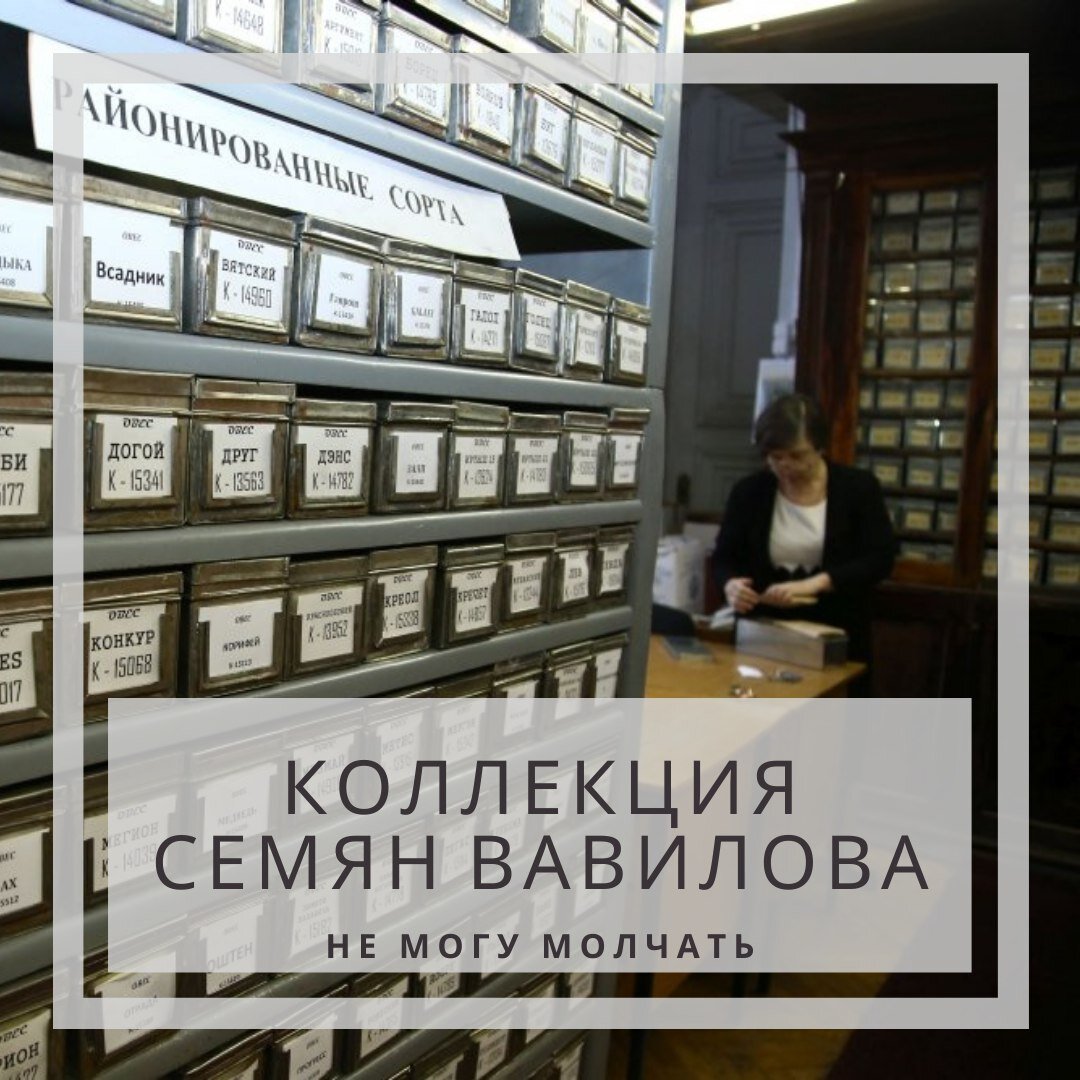 Собрал крупнейшую коллекцию семян культурных. Коллекция семян.