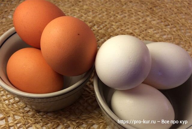 Добрый день, опытные и начинающие птицеводы! Коричневые и белые яйца у кур отличаются по вкусу, одно питательнее другого? В чем разница между белыми и коричневыми яйцами?-2
