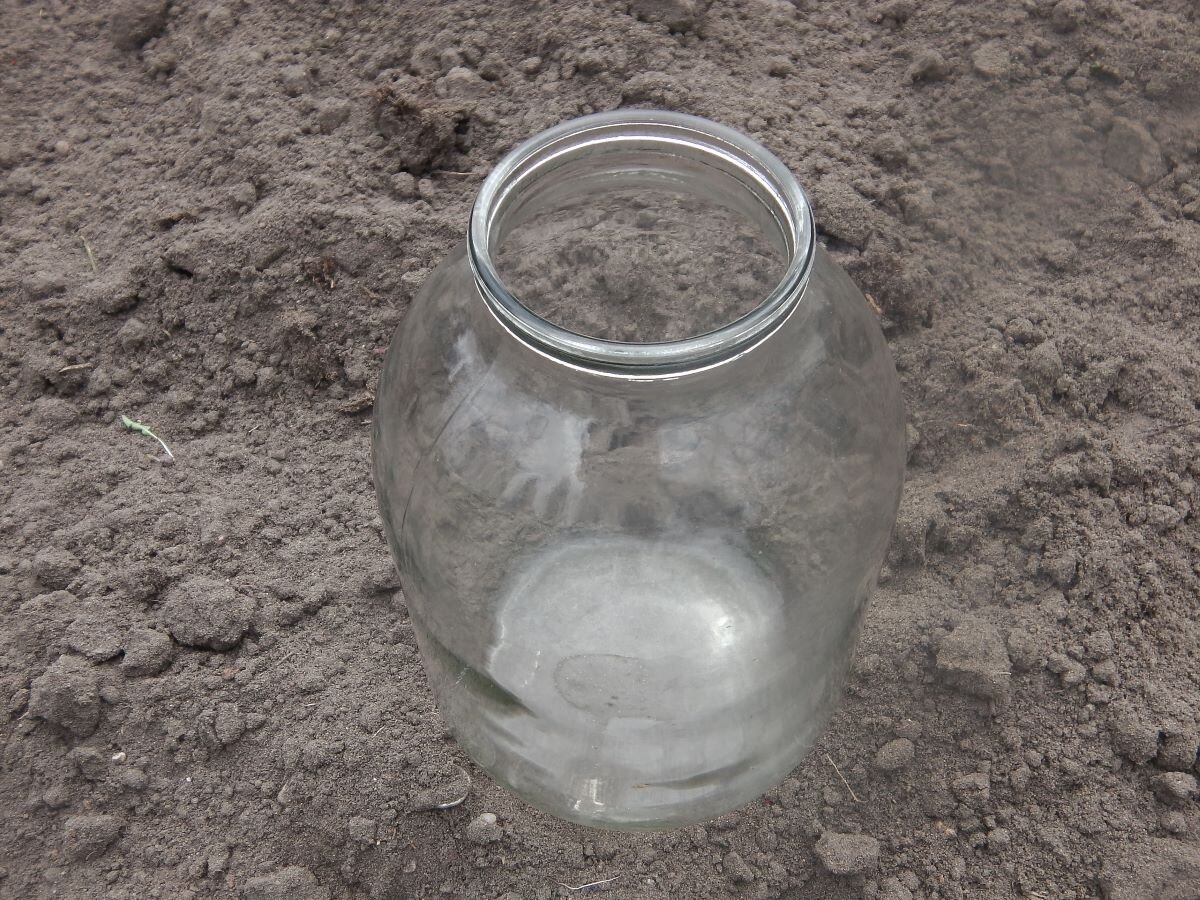 Банка-ловушка для кротов. Фото автора