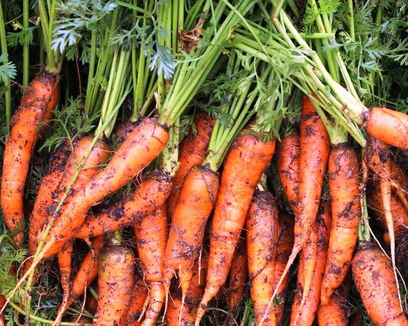 Важно запомнить когда надо подкармливать морковь. Фото из интернета.