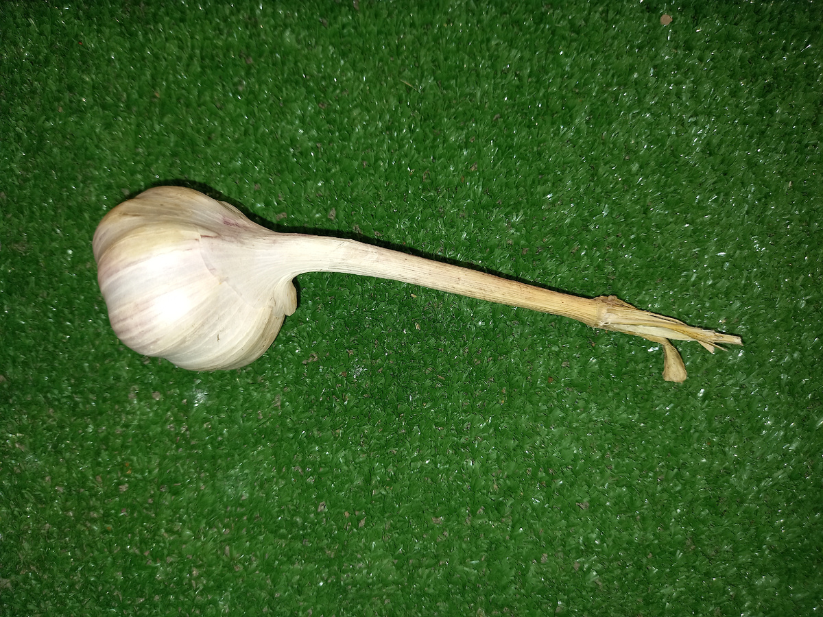 Чеснок с частью стебля и правда напоминает необычное криминальное оружие.