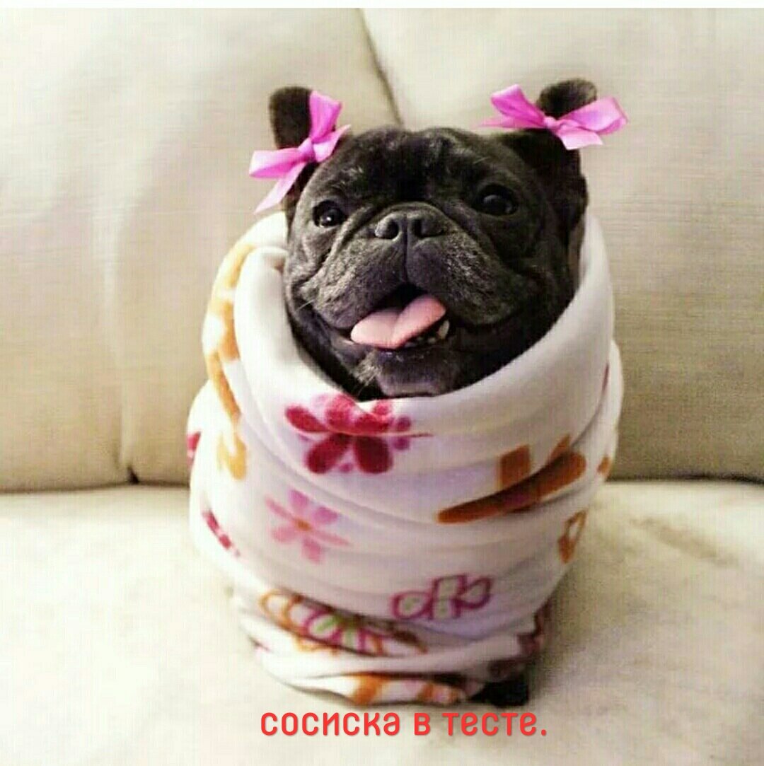 Французский бульдог смешные
