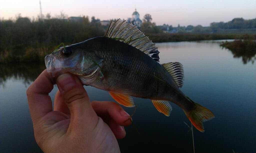 Окунь пойманный на воблер