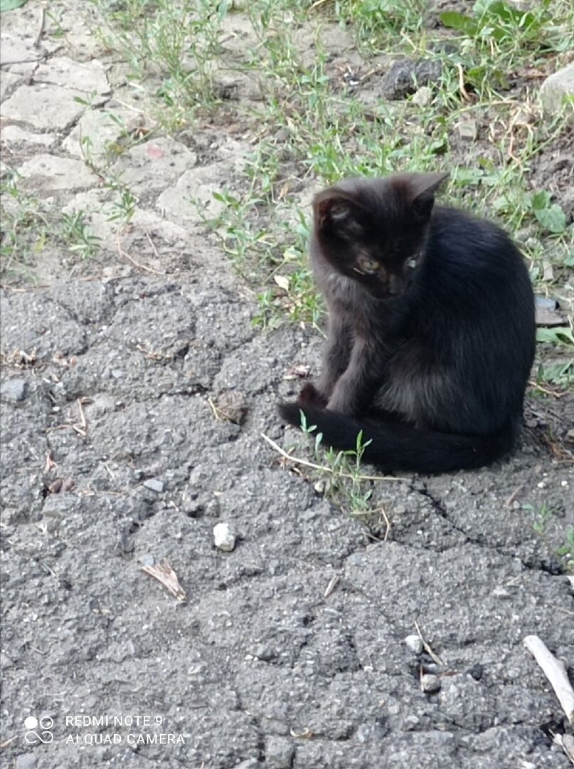 Котята в соседнем доме: мужчина чуть ли не объявил войну маленьким  хвостикам | Блог #Мими_кися | Дзен